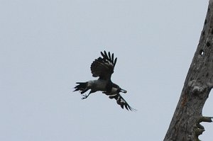 Woodpecker, Acorn, 2015-06142140 Point Reyes National Seashore, CA